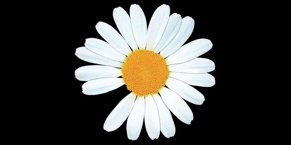 কিভাবে G-Dragon's Daisy একটি বিশ্বব্যাপী স্বীকৃত চিত্র হয়ে উঠেছে